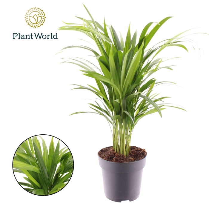 <h4>Chrysalidocarpus</h4>