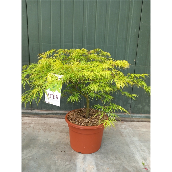 <h4>Acer palmatum Dissectum C15</h4>