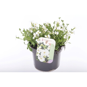 Aubrieta Regado White