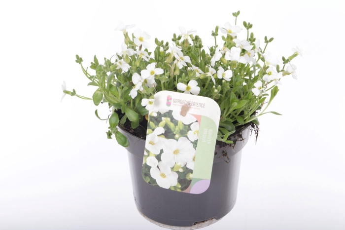 <h4>Aubrieta Regado White</h4>