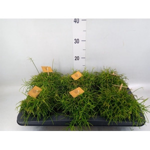 Rhipsalis ...