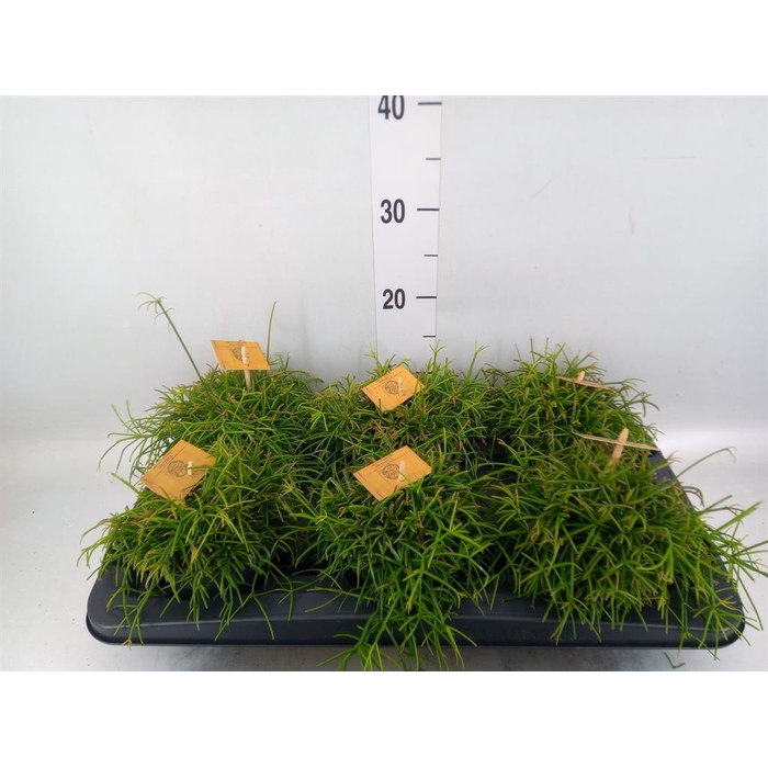 <h4>Rhipsalis ...</h4>