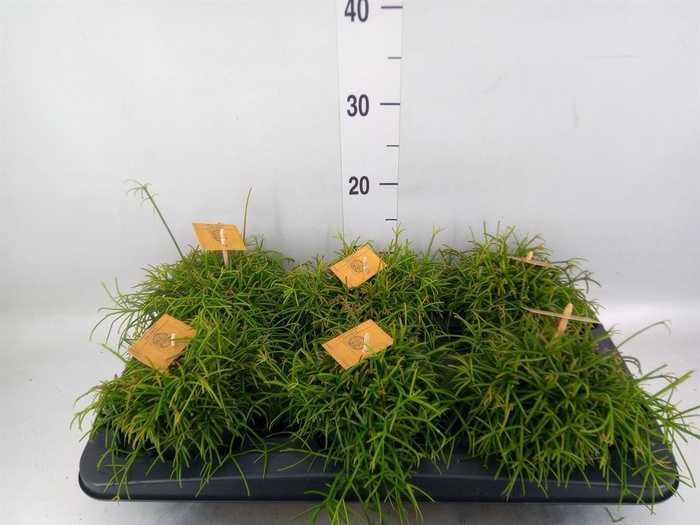 <h4>Rhipsalis ...</h4>