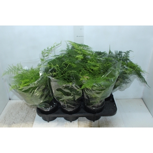 ASPARGO PLUMOSO P15