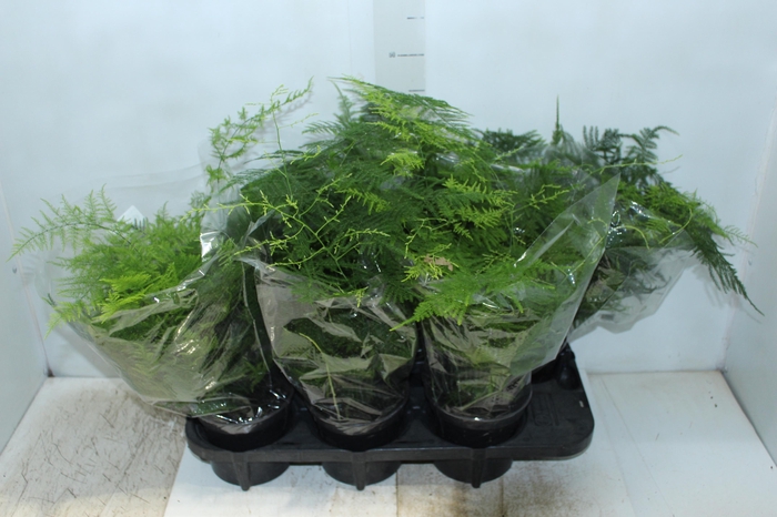 <h4>ASPARGO PLUMOSO P15</h4>
