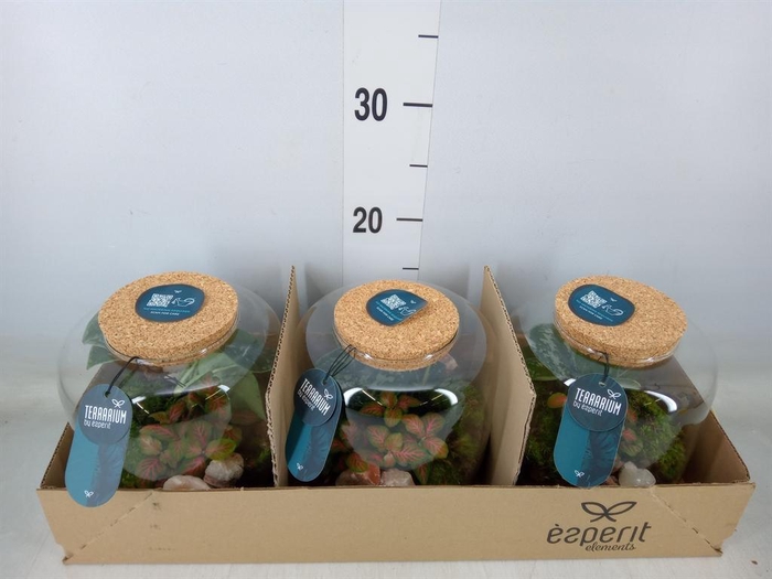 <h4>Arr.    Planten  H%</h4>