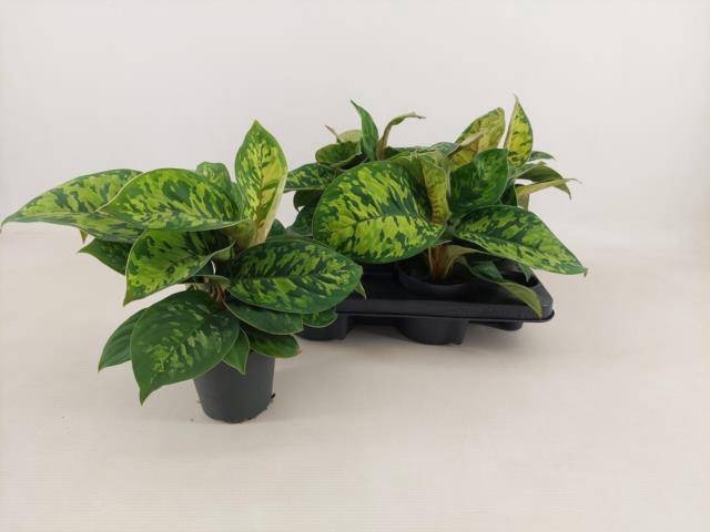 <h4>HOMAL CAMOUFLAGE</h4>