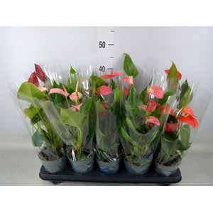 Anthurium   ...mix
