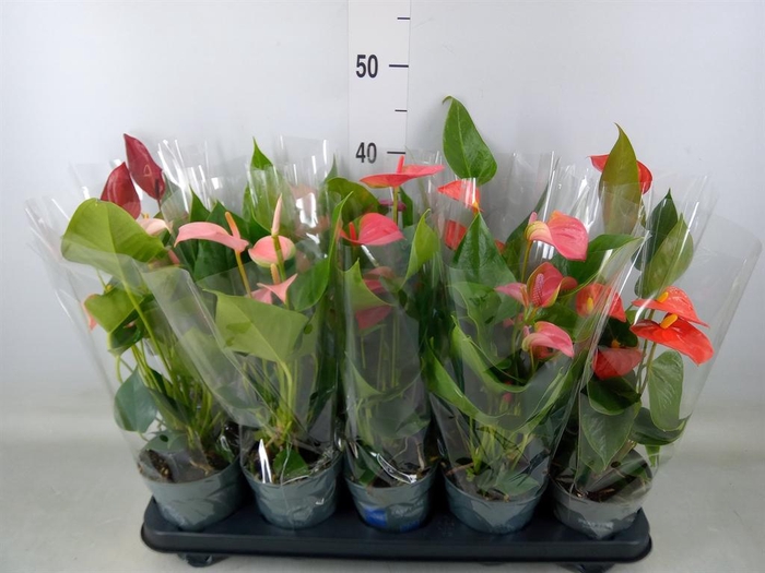 <h4>Anthurium   ...mix</h4>