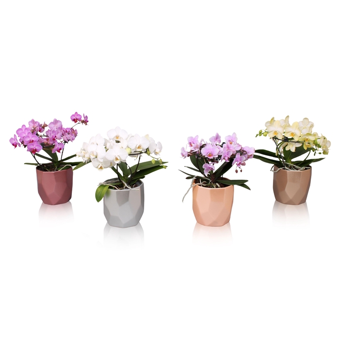 <h4>Phal. Multi vorm mix "Blossoming Beauty" in BGC969 Vlakkenpot</h4>