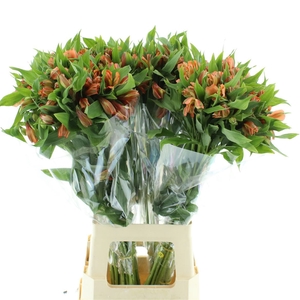 Alstr Orange Queen