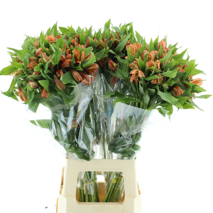 <h4>Alstr Orange Queen</h4>