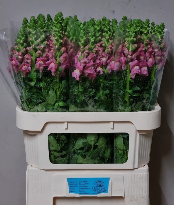 <h4>ANTIR POTO CHER ROSE</h4>