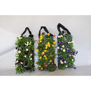 Wandhangers Viola cornuta/Bellis Diverse