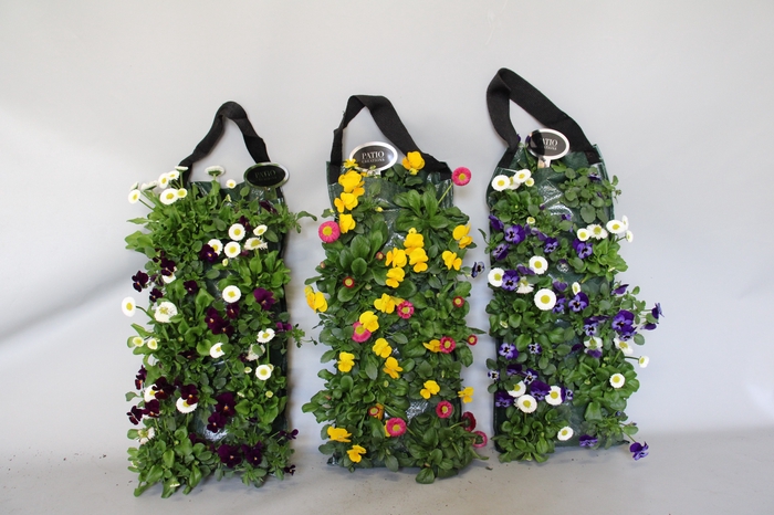 <h4>Wandhangers Viola cornuta/Bellis Diverse</h4>