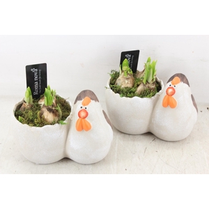 arr4 Narcis RN - Happy Chicken egg