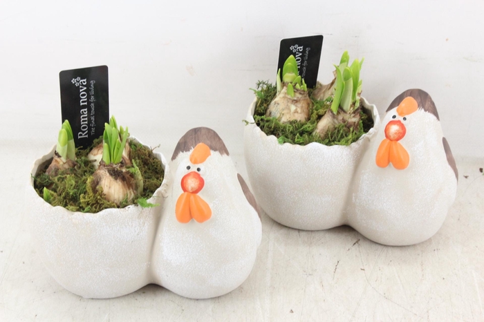 <h4>arr4 Narcis RN - Happy Chicken egg</h4>