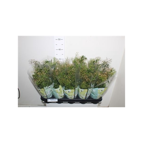 <h4>Jasm Polyanthum Wit 200+</h4>