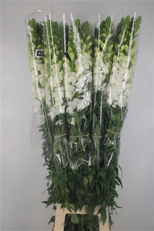 <h4>Antirrhinum Fr. White Ex</h4>