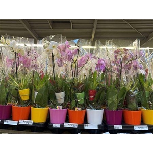 Arr Phal 1 Tak Ceramic Mother&child Duo