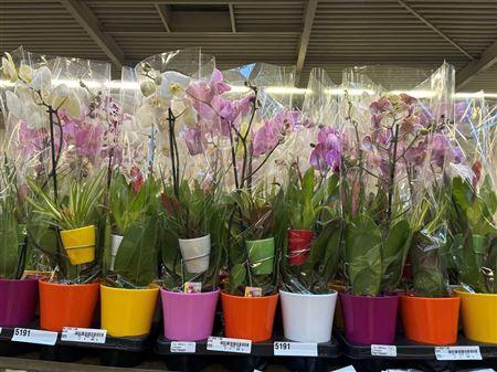 Arr Phal 1 Tak Ceramic Mother&child Duo