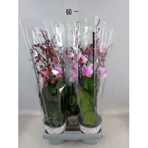 Phalaenopsis  'Ant Roskilde'