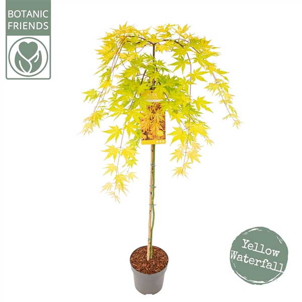 <h4>Acer palm. 'Cascade Gold' ®</h4>