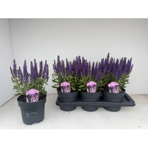 SALVIA NE SE DP BLUE