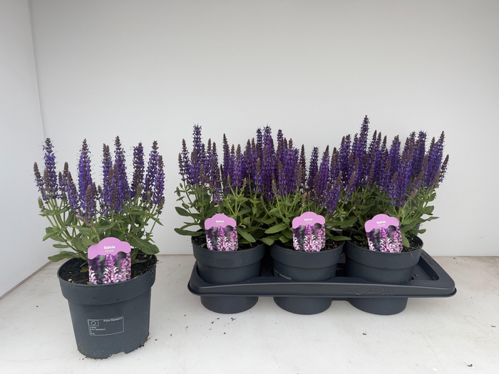 <h4>SALVIA NE SE DP BLUE</h4>