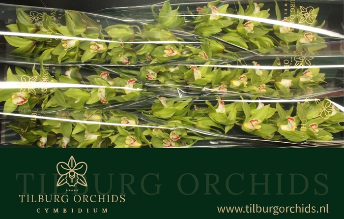 <h4>CYMB T GREEN GIANT</h4>