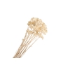 Achillea White Bleached