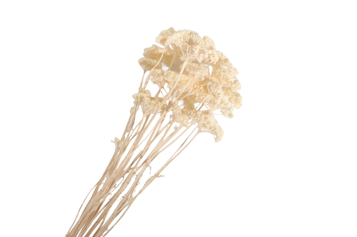 Achillea White Bleached