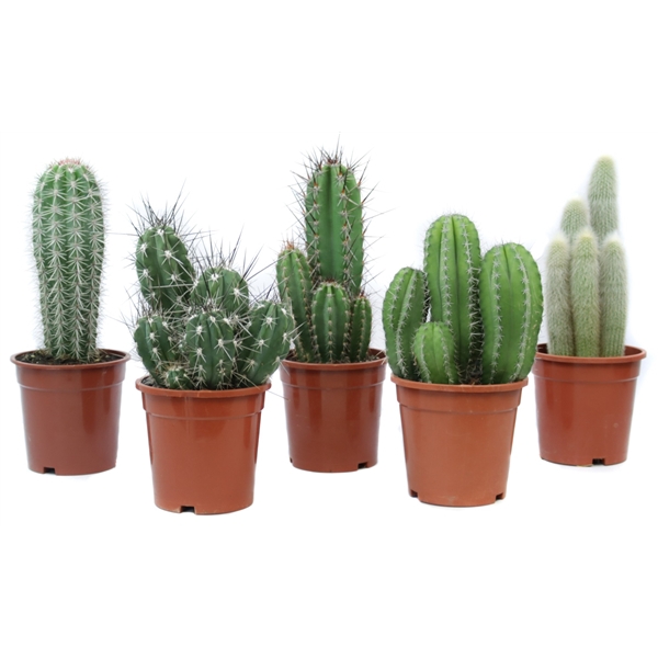 <h4>Cactus canarias 17 cm</h4>