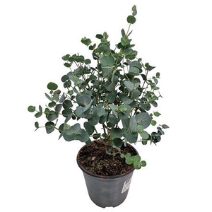 Eucalyptus Gunnii Bush