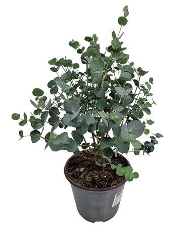<h4>Eucalyptus Gunnii Bush</h4>
