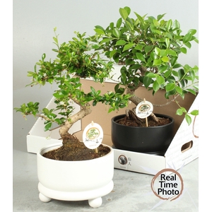 BONSAI GEM