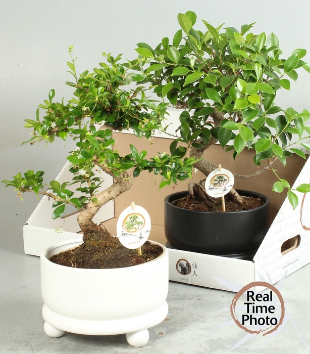 <h4>BONSAI GEM</h4>
