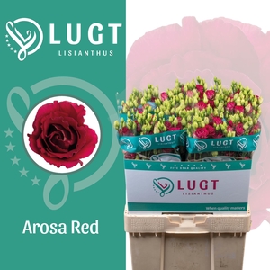 Lisianthus Arosa Red