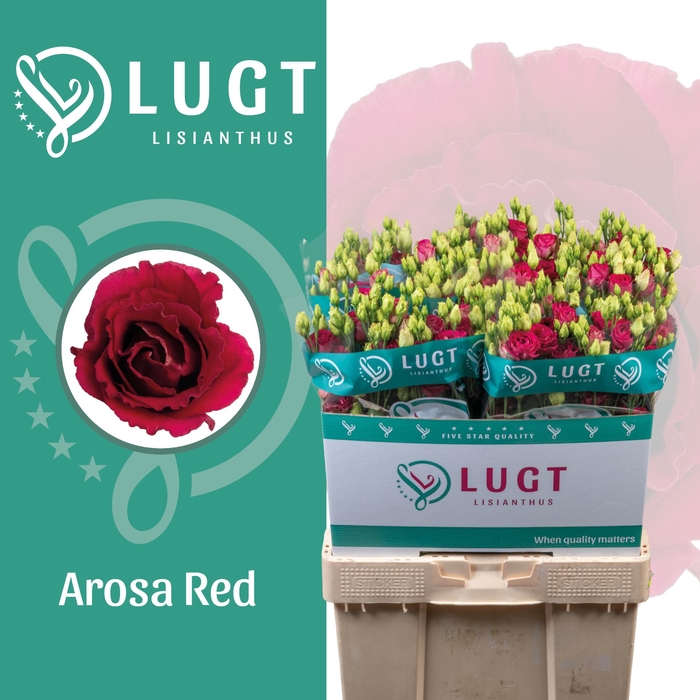 <h4>Lisianthus Arosa Red</h4>