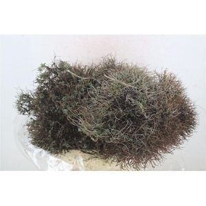 Euph Spinoza Medium 400gr P Bunch