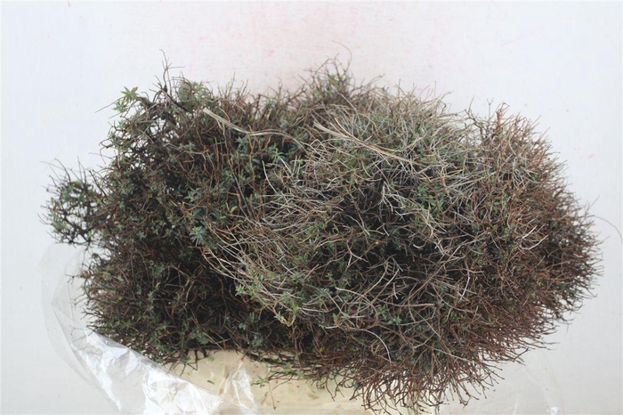 <h4>Euph Spinoza Medium 400gr P Bunch</h4>