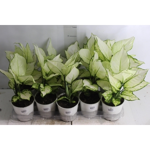 AGLAONEMA WHITE JOY P12