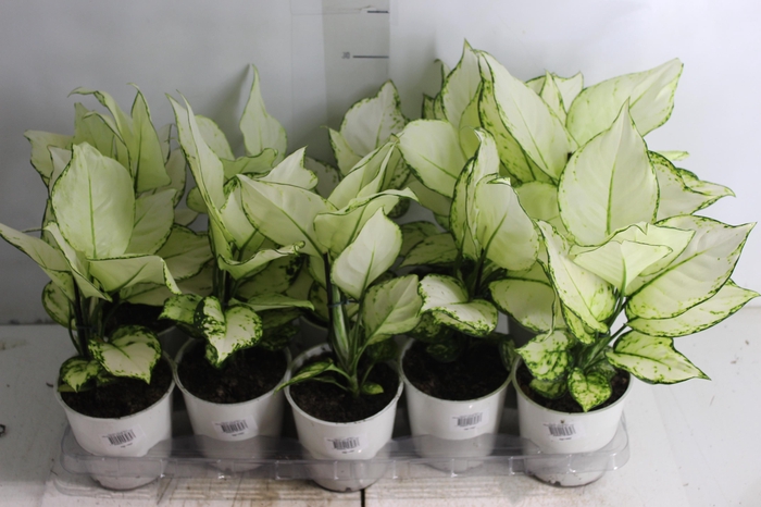 <h4>AGLAONEMA WHITE JOY P12</h4>