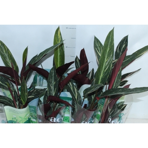 CALATHEA SPECIAL CAIS P12
