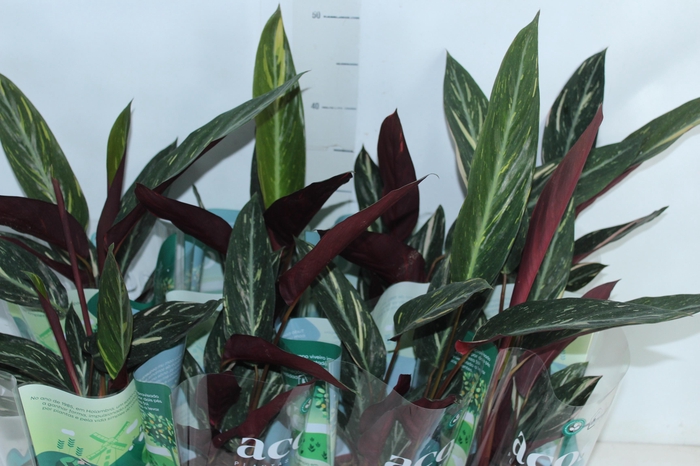 <h4>CALATHEA SPECIAL CAIS P12</h4>