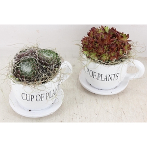 arr4 Semp JS - Cup of plants 236/6