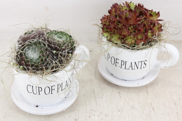 <h4>arr4 Semp JS - Cup of plants 236/6</h4>