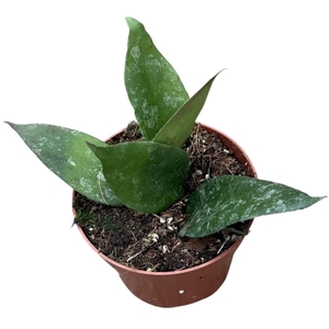 Hoya Caudata