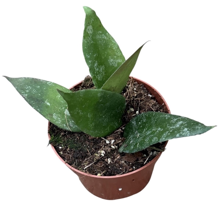 <h4>Hoya Caudata</h4>