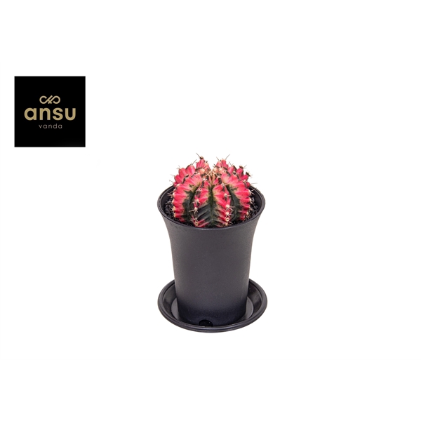 <h4>Gymno Cactus 'Multicolor'</h4>